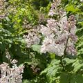 Flieder, Kanadischer Flieder 'Miss USA' �, Syringa x prestoniae