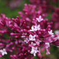 Flieder, Zwergflieder 'Red Pixie'