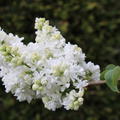 Fliederst�mmchen, Edelflieder Mme Lemoine