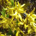 Forsythie, Goldgl�ckchen 'Goldrausch', Forsythia intermedia 'Goldrausch' 