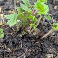 Fragaria vesca var. semperflorens 'Alexandria', Fragaria vesca var. semperflorens 'Alexandria'