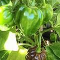 Freilandchili OpenSky� 'Scotch Bonnet Chocolate', Capsicum annuum 'Scotch Bonnet Chocolate'