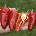 Freilandpaprika W�rzpaprika Fresno Paprika