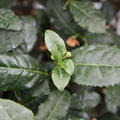 Fresh-Tea�, 'Tearoma'�, Camellia sinensis