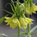 Kaiserkrone 'Early Passion'