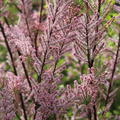 Tamarix parviflora mit rosa Bl�te