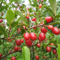 Fr�he Pointilla Cherrific Multi, Elaeagnus multiflora 