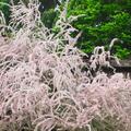 Fr�hlingstamariske, Tamarix parviflora