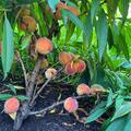Fruttoni� Peachly� 'Lemon', Prunus persica