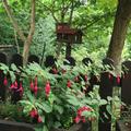 Fuchsia x cultorum 'Tom Thumb', Fuchsia x cultorum 'Tom Thumb'