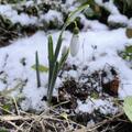 Galanthus elwesii, Galanthus elwesii