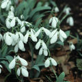 Galanthus elwesii