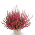Winterharte Knospenheide Gardengirls� 'Angie' (S)