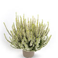 Winterharte Knospenheide Gardengirls� 'Elisa' (S)