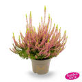 Winterharte Knospenheide Gardengirls� 'Golden Angie' (S)