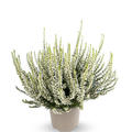 Winterharte Knospenheide Gardengirls� 'Helena' (S)
