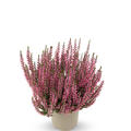 Winterharte Knospenheide Gardengirls� 'Lioba' (S)