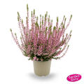 Winterharte Knospenheide Gardengirls� 'Pink Bettina' (S)