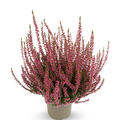 Winterharte Knospenheide Gardengirls� 'Rosamunde' (S)