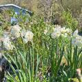Gef�llte Narzisse 'Bridal Crown', Narcissus 'Bridal Crown'