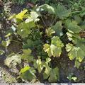 Gelapptbl�ttrige Waldsteinie - Golderdbeere, Waldsteinia geoides