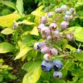 Gelbbl�ttrige Heidelbeere Yello!Belloblue�