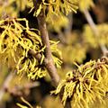 Gelb bl�hende Zaubernuss 'Arnold Promise' 