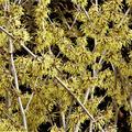 Zaubernuss, Hamamelis intermedia 'Westerstede'
