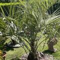 Geleepalme, Butia capitata
