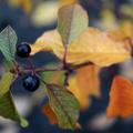 Beeren des Gemeinen Faulbaums (Pulverholz)