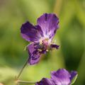 Geranium phaeum 'Lilly Lovell'