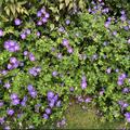 Storchschnabel 'Rozanne', Geranium wallichianum 'Rozanne'