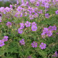 Geranium x gracile 'Sirak'