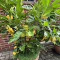 Gerippte Bitterorange 'Canaliculata', Citrus aurantium 'Canaliculata'