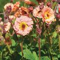 Geum x cultorum 'Mai Tai' -S-