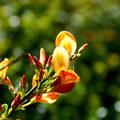 Cytisus Lena