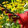 Gladiolus Mix grossblumig, Gladiolus spp.