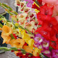 Gladiolus Mix grossblumig, Gladiolen gemischt