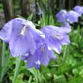 Glockenblume rundbl�ttrig, Campanula rotundifolia