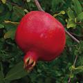 Punica granatum 'Crimson Sky', Granatapfel 