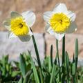 Grosskronige Narzisse 'Ice Follies', Narcissus 'Ice Follies'