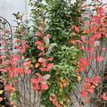 Gr�nlaubiger S�ulenholunder 'Green Tower', Sambucus nigra 'Green Tower'