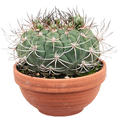 Gymnocalycium saglionis, Kugel, im 17cm Topf, H�he 20cm, Breite 20cm
