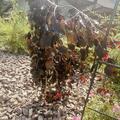 H�ngeblutbuche 'Purple Fountain' - Hochstamm, Fagus sylvatica 'Purple Fountain'