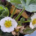 H�ngeerdbeere Parfum Freejumper�, Fragaria x vescana