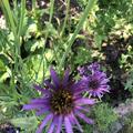 Haferwurz (Salsify), Tragopogon porrifolius