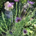 Haferwurz Sandwich Island BIO, Tragopogon porrifolium