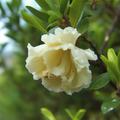Punica granatum 'Haku Botan', Granatapfel Bl�te