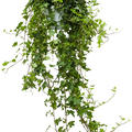 Hedera helix 'Pittsburgh', Ranker Gr�n, im 17cm Topf, H�he 55cm, Breite 25cm