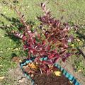 Heidelbeere Brigitta Blue, Vaccinium corymbosum